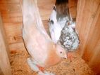 pigeons