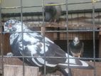 Pigeons
