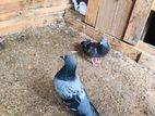 pigeons