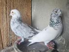 Pigeons