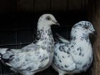 Pigeons
