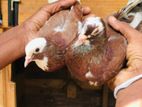 Pigeons
