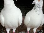 Pigeons