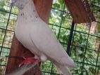 Pigeons