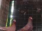 Pigeons