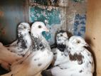 pigeons