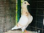 pigeons
