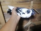 pigeons