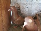 pigeons