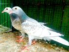 Pigeons