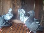 Pigeons