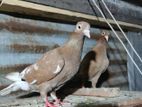 Pigeons