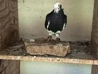 Pigeons