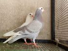 Pigeons