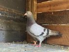 Pigeons