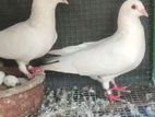 Pigeons