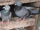 Pigeons