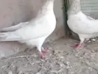 Pigeons