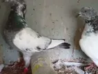 Pigeons
