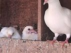 Pigeons