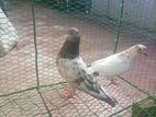 Pigeon