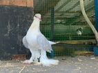 Pigeon