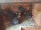 Pigeons