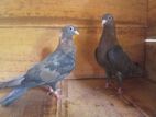 Pigeons