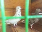 Pigeons