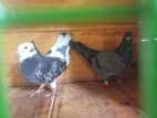 Pigeons