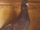 pigeons