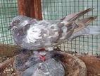 Pigeons