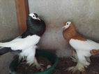 Pigeons