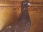 Pigeons