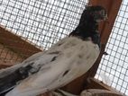 pigeons