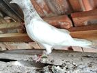 Pigeons