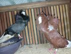 Pigeons