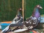 Pigeons