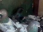 Pigeons