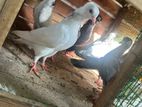 Pigeons