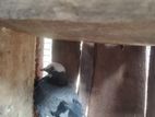 pigeons