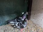 pigeons