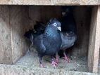 Pigeons