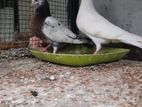 Pigeons