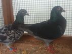 Pigeons