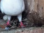 Pigeons