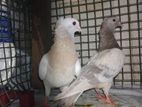 pigeons