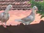 Pigeons