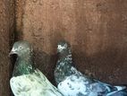 Pigeons