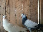 Pigeons